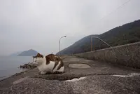 佐柳島の写真・動画_image_285126