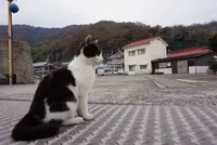 佐柳島の写真・動画_image_285127