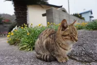 佐柳島の写真・動画_image_285128