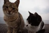 佐柳島の写真・動画_image_285129