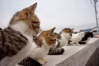 佐柳島の写真・動画_image_285130