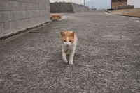 佐柳島の写真・動画_image_285132