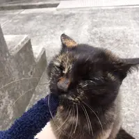 佐柳島の写真・動画_image_285133