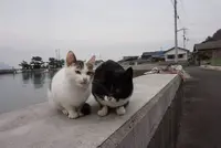 佐柳島の写真・動画_image_285137