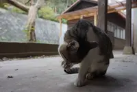 ネコノシマホステルの写真・動画_image_285141
