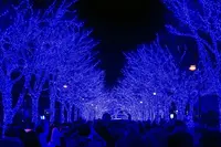青の洞窟 SHIBUYAの写真・動画_image_286716