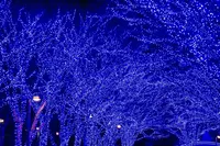 青の洞窟 SHIBUYAの写真・動画_image_286717