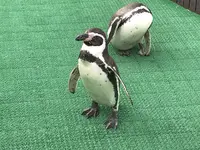 越前松島水族館の写真・動画_image_288311