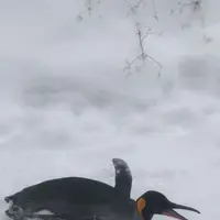 旭川市 旭山動物園の写真・動画_image_290368