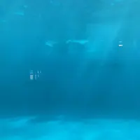 鴨川シーワールドの写真・動画_image_293717