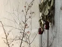 branch（ブランチ）の写真・動画_image_293908