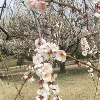 偕楽園の写真・動画_image_305292