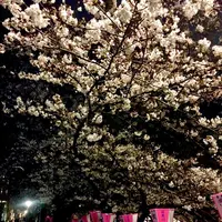 目黒川の桜並木の写真・動画_image_306265