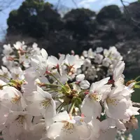 千鳥ヶ淵緑道の写真・動画_image_306632