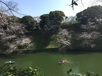 千鳥ヶ淵緑道の写真・動画_image_306634