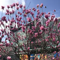 千鳥ヶ淵緑道の写真・動画_image_306635