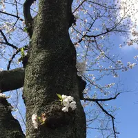 千鳥ヶ淵緑道の写真・動画_image_306636