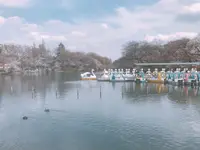 井の頭恩賜公園の写真・動画_image_306774