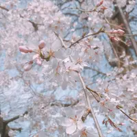 井の頭恩賜公園の写真・動画_image_306775