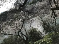 北の丸公園の写真・動画_image_306896