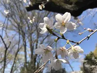 GARDEN HOUSE CRAFTS（ガーデンハウス クラフツ）の写真・動画_image_307078