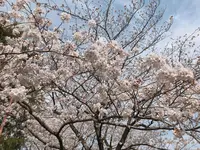 目黒川の写真・動画_image_307082