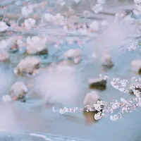 目黒川の写真・動画_image_307248