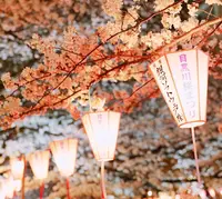 目黒川の写真・動画_image_307252