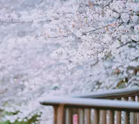 目黒川の写真・動画_image_307254