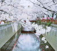 目黒川の写真・動画_image_307255