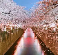 目黒川の写真・動画_image_307259