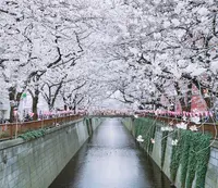 目黒川の写真・動画_image_307260