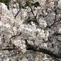 岡崎城の写真・動画_image_307852