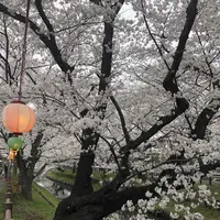 小江戸川越春の舟遊の写真・動画_image_307914