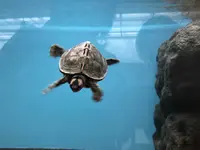 野毛山動物園の写真・動画_image_308064