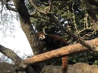 野毛山動物園の写真・動画_image_308065