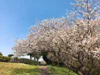 大崎公園の写真・動画_image_308201