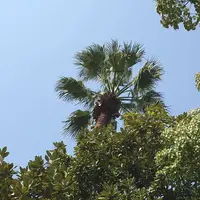 日比谷公園の写真・動画_image_308327