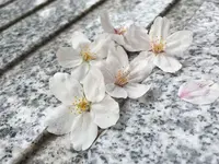 飯田橋サクラテラスの写真・動画_image_308331