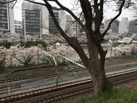 飯田橋サクラテラスの写真・動画_image_308335