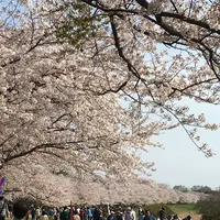 福岡堰さくら公園の写真・動画_image_308519