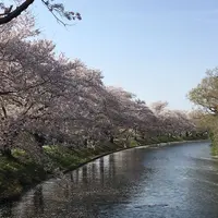 福岡堰さくら公園の写真・動画_image_308520