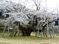 根尾谷淡墨桜の写真・動画_image_308659
