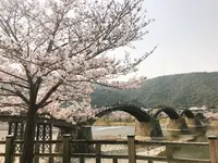 錦帯橋の写真・動画_image_309064