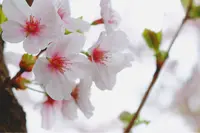 紫雲出山の写真・動画_image_310485