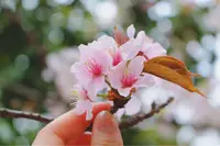 紫雲出山の写真・動画_image_310486