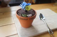 banana treeの写真・動画_image_310815