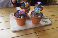 banana treeの写真・動画_image_310817