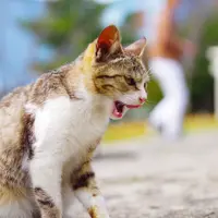 佐柳島の写真・動画_image_311760