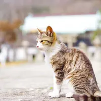 佐柳島の写真・動画_image_311762